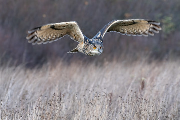 Eurasian eagle owl (Bubo bubo) flying over a field in Gloucestershire (trained bird)