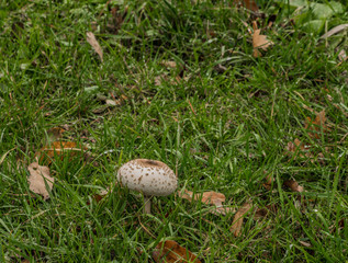 Macrolepiota procera mushroom on green meadow in autumn day