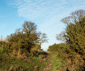 Tree tops against a blue sky with clouds
