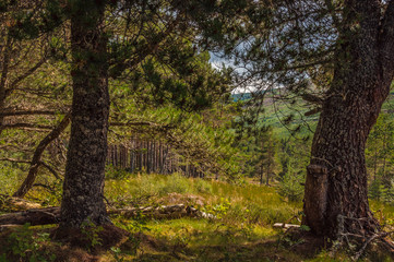 forest in autumn