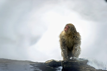 Japanese macaque near natural hot spring. The Japanese macaque ( Scientific name: Macaca fuscata), also known as the snow monkey. Natural Habitat. Japan.
