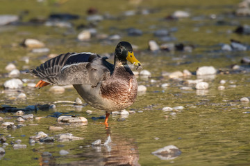 Mallard bathes on a lake in autumn