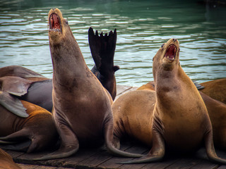 Fototapeta premium Barking sea lions at Pier 39