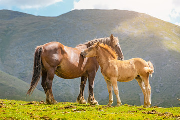 mare with foal, mother with child horse on a pasture in mountains
