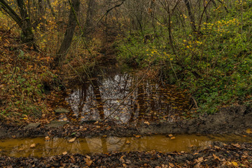 Small lake or big puddle in autumn orange forest