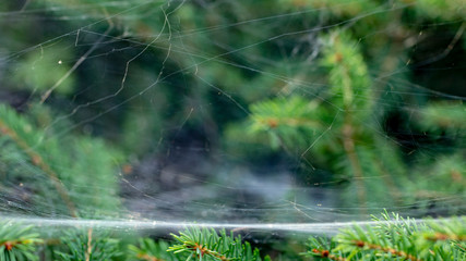 Needles of blue spruce in the spider web of a spider, on a summer day. Natural beautiful background