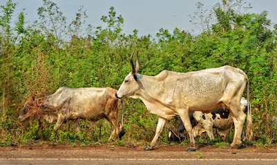 Herd of African cattle. Cows. Husbandry. Beautiful rural landscape.