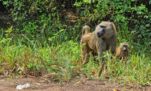 Baboons. Monkeys in a bush. African wildlife. Amazing image of wild animals in natural environment. Olive baboon.