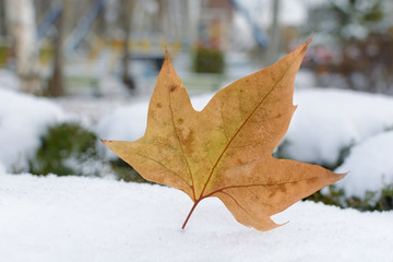 Last autumn leaf in the snow. Yellow maple leaf in white snow