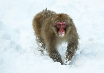 The Japanese macaque walking on the snow. Scientific name: Macaca fuscata, also known as the snow monkey. Winter season. Natural habitat.