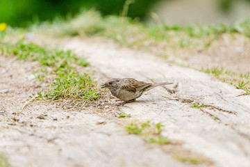 Little sparrow lark bird on the ground