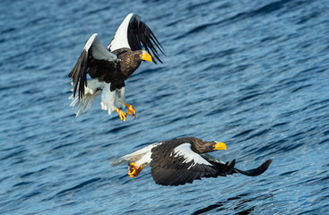 Adult Steller's sea eagles fishing. Scientific name: Haliaeetus pelagicus. Blue ocean background....
