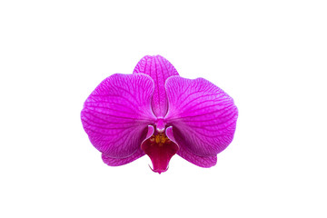 Naklejka na ściany i meble Beautiful pink orchid flower isolated on white background with clipping path