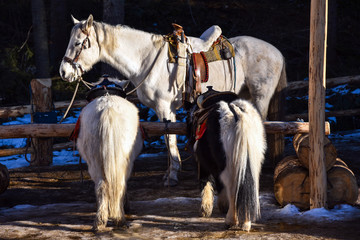 One horse and two white ponies in the winter outdoors