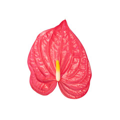 Pigtail Anthurium, Flamingo flower isolated on white background with clipping path