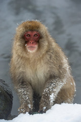 Japanese macaque near natural hot spring. The Japanese macaque ( Scientific name: Macaca fuscata), also known as the snow monkey. Natural Habitat. Japan.