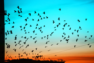 Groups of birds flying above roof at sunset on moon background. Birds silhouettes above building silhouettes. Lunation month. Glowing multicolor dawn sky. Many birds migrate south in autumn.