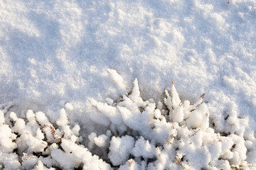 Heather covered with fresh snow. Winter background.