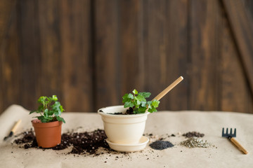 pots with green freshly planted flowers. gardening hobby and floriculture