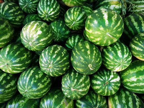 Frische gro&szlig;e Wassermelonen in leuchtendem Gr&uuml;n aus heimischem Anbau auf dem Markt und Basar im Sommer in Adapazari in der Provinz Sakarya im Sommer in der T&uuml;rkei