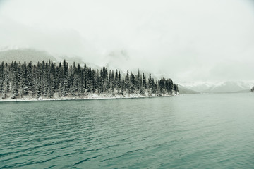 wildlife, nature, national park