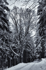 forest in winter
