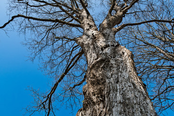 Silhouette of a tree crown with blue sky. Beautiful close-up of a sunlit rough trunk. Gray bark. Bare branches of deciduous treetops in sunny spring nature. Optimistic natural background. Bottom view.