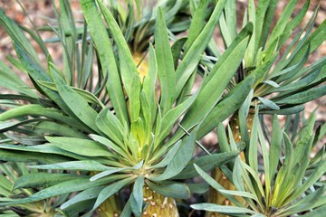 Senecio Kleinia plant in the garden