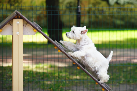 Playful West Highland White Terrier dog walking up on an A-frame agility ramp in a city dog park in summer