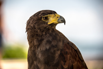 Close up of brown eagle looking to the side