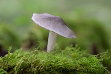 mushroom in the moss