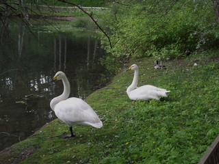 white swans