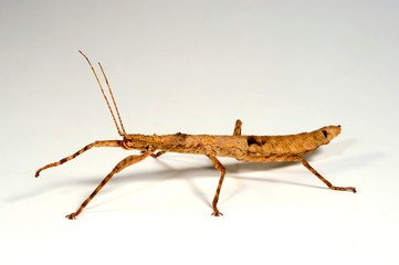 Guadeloupe-Stabschrecke / Zimtstabschrecke (Lamponius guerini) - Guadeloupe Stick Insect