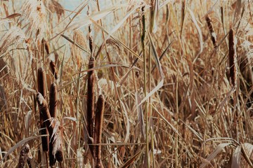 Schilf im Sonnenschein