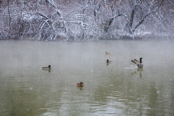 Wild ducks bathe in the winter lake. Trees in the snow