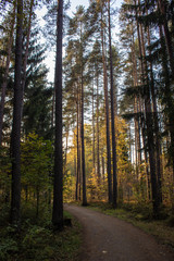 Forest in Latvia