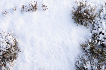 Heather covered with fresh snow. Winter background.