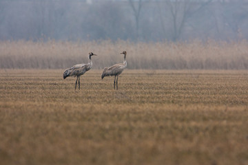 A couple of cranes in the spring field