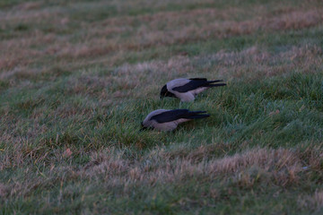 Birds in Tempelhof airfield