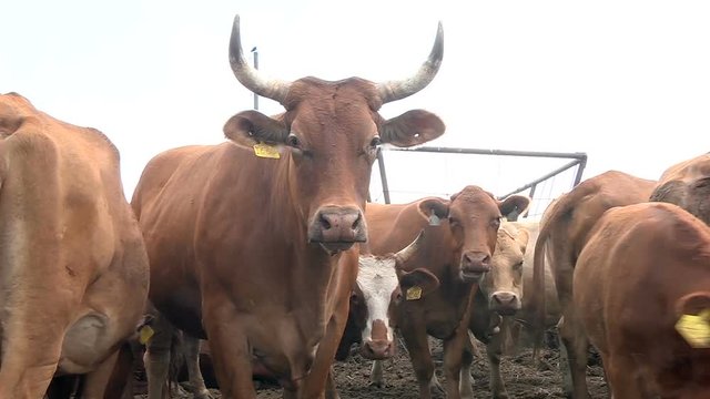 A herd of cows chewing food in the pasture