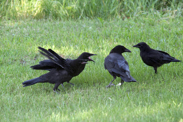 Crow with adult chicks still begging for food on summer lawn