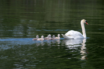 Swans at the lake in winter and spring