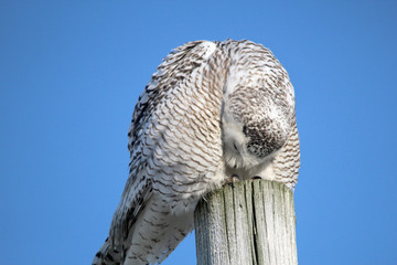 Snowy owl scratching foot with beak