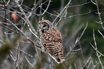 Barred Owl perching in tree in fall