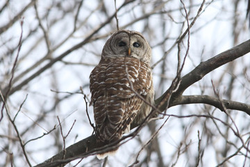 Barred Owl perching in tree in fall