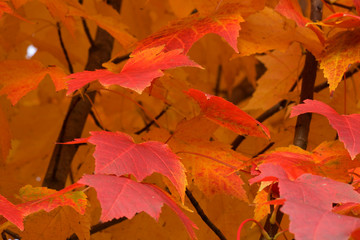 Fiery Autumn Closeup
