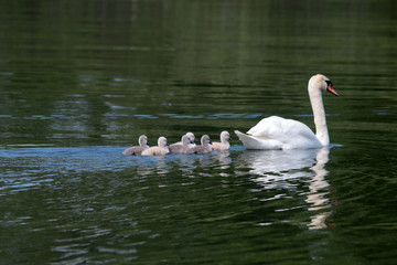 swans at the lake
