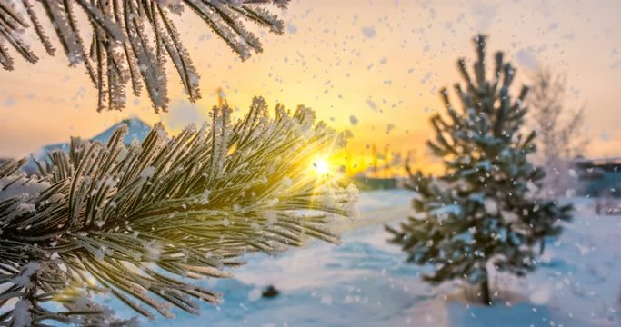 snow falls on hoarfrost pine branches, winter Christmas animation