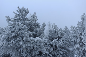 Winter landscape of the Siberian forest or taiga in extremely cold temperatures and frost at dusk. Trees covered with snow and frost