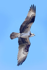 Osprey flying over and landing on nest in spring for reproduction on bright early summer day